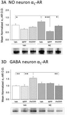 Western Blot alpha-1A Adrenergic R/ADRA1A Antibody